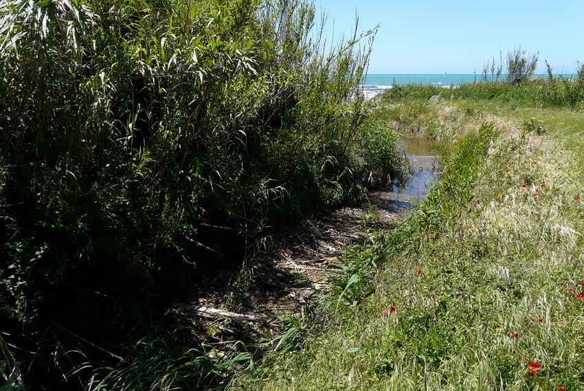 I fossi e lo stagno di Baratti (Piombino - LI)